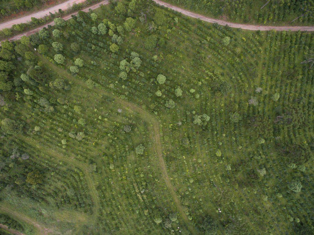 Erva-mate sustentabilidade